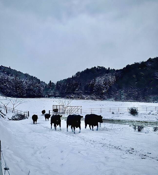 新年のご挨拶